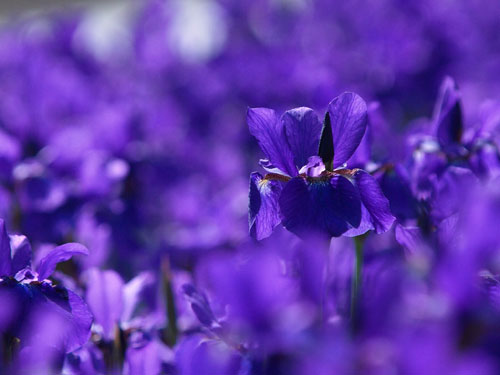 初夏の花　紫色のアヤメ